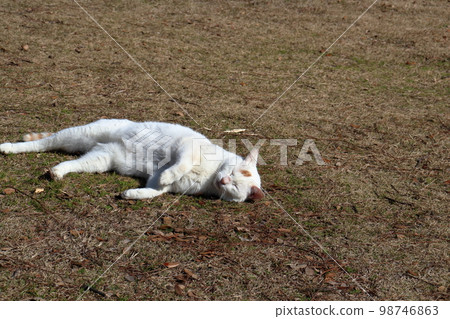 當然是貓 98746863