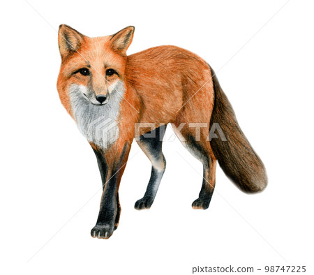 Red fox realistic watercolor illustration, fluffy European fox with orange fur drawing isolated on white background 98747225
