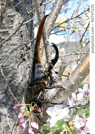 赫拉克勒斯巨型猴子 98747226