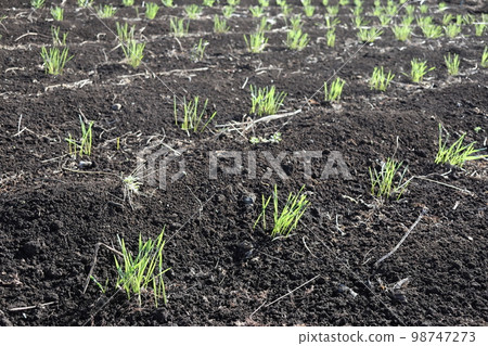Wheat sprouts Wheat sprouts 98747273