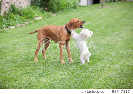 Big and small, playing together 98747517