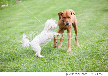 Rhodesian ridgeback with maltese dog 98747518
