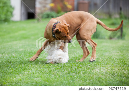 Rhodesian ridgeback with maltese dog 98747519