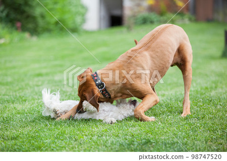 Big and small, playing together Big and small, playing together 98747520