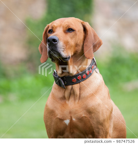 Rhodesian Ridgeback Rhodesian Ridgeback 98747526
