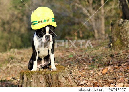 2022Mighty, a Boston terrier, sits on a stump wearing a safety-first hat in the happiest place in Japan, Hatoyama-cho Aigo no Sato no Mori 98747657
