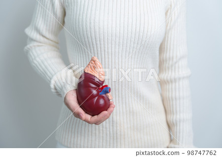 woman holding Anatomical human kidney Adrenal gland model. disease of Urinary system and Stones, Cancer, world kidney day, Chronic kidney and Organ Donor Day concept 98747762