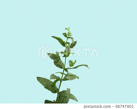 Close-up shot of a fresh spearmint on blue background. Close-up shot of a fresh spearmint on blue background. 98747801