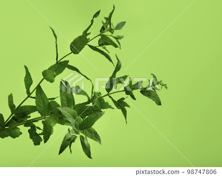 Close-up shot of a fresh spearmint on lime background. Close-up shot of a fresh spearmint on lime background. 98747806