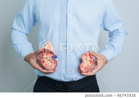 Man holding Anatomical human kidney Adrenal gland model. disease of Urinary system and Stones, Cancer, world kidney day, Chronic kidney and Organ Donor Day concept Man holding Anatomical human kidney Adrenal gland model. disease of Urinary system and Stones, Cancer, world kidney day, Chronic kidney and Organ Donor Day concept 98747838