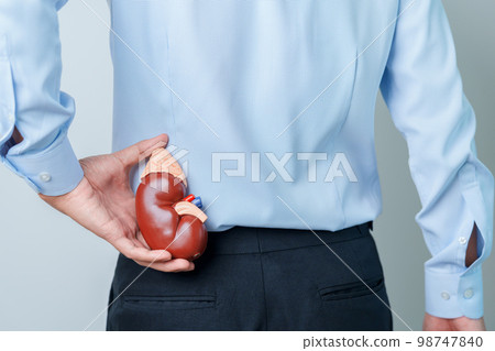 Man holding Anatomical human kidney Adrenal gland model. disease of Urinary system and Stones, Cancer, world kidney day, Chronic kidney and Organ Donor Day concept 98747840