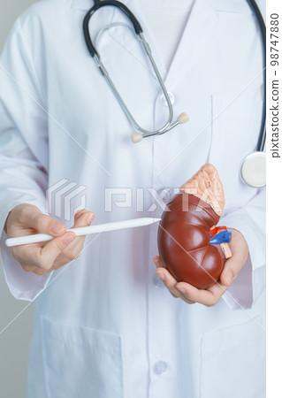 Doctor holding Anatomical kidney Adrenal gland model. disease of Urinary system and Stones, Cancer, world kidney day, Chronic kidney, Urology, Nephritis, Renal and Transplant concept 98747880