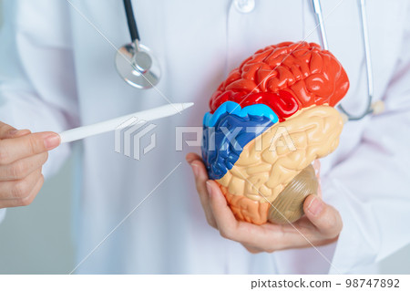 doctor holding human Brain model. World Brain Tumor day, Brain Stroke, Dementia, alzheimer, parkinson and world mental health concept 98747892