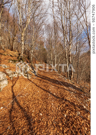 Footpath in Winter in Italian Alps - Corno d'Aquilio in Lessinia Plateau 98747906