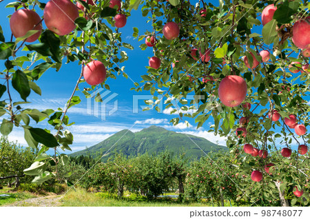 [Aomori Prefecture Hirosaki City apple] Iwakiyama Aizu Tsugaru autumn, apple garden is being harvested 98748077