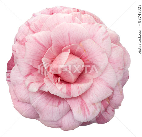 Pink camellia flower isolated on white background Pink camellia flower isolated on white background 98748325