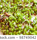 Sprouting of the seeds (linseeds) 98749042
