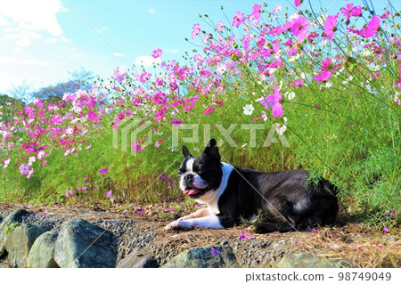 2022Mighty, the Boston Terrier lying down in the cosmos field that colors the clear autumn satoyama of Hatoyama-cho, the happiest in Japan, looking at the scenery 98749049