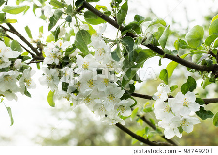 Blooming branches of apple tree 98749201