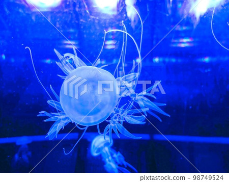 Jellyfish aquarium 98749524