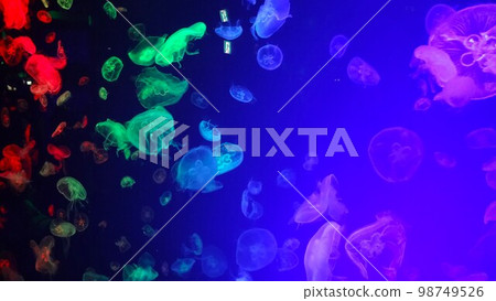 Colorful jellyfish in aquarium 98749526