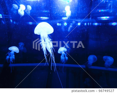 Shining jellyfish Shining jellyfish 98749527