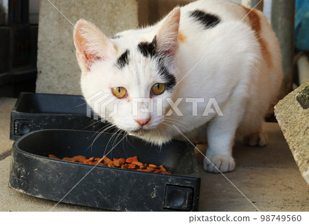 流浪貓吃食物美麗的眼睛眼睛白色 流浪貓吃食物美麗的眼睛眼睛白色 98749560