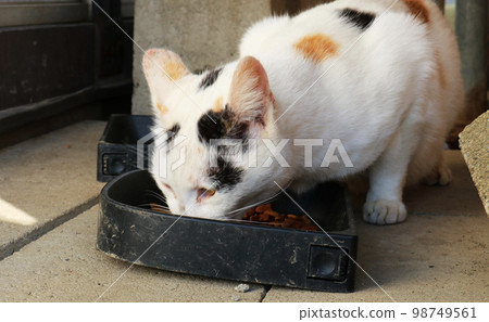 一隻流浪貓吃著美味的白棕色食物 一隻流浪貓吃著美味的白棕色食物 98749561