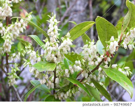 shashambo flower shashambo flower 98749667