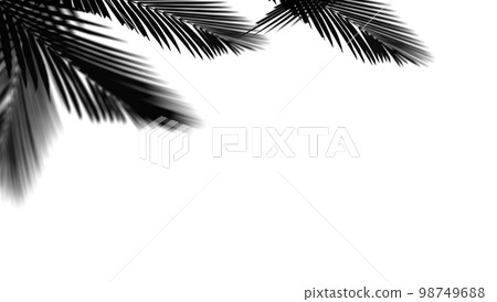 abstract background of shadows palm leaf on a white wall. White and Black. 3d rendering 98749688
