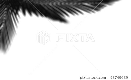 abstract background of shadows palm leaf on a white wall. White and Black. 3d rendering 98749689