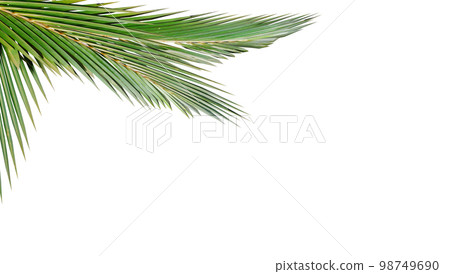 fresh green leaves front of the white blackground. 3d rendering fresh green leaves front of the white blackground. 3d rendering 98749690