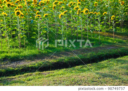 Big yellow sunfloswer in outdoor garden park sunrise Big yellow sunfloswer in outdoor garden park sunrise 98749737