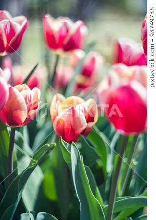 Red tulip 98749738