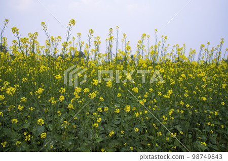 Yellow Rapeseed flowers in the field with blue sky. selective focus Natural landscape view Yellow Rapeseed flowers in the field with blue sky. selective focus Natural landscape view 98749843