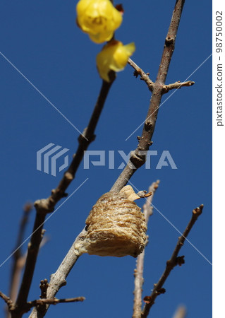 東京葛飾區水元公園日本五香粉和螳螂卵臘梅 98750002