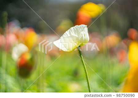 Poppy field 98750090