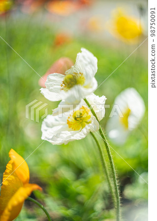 白罌粟 98750091