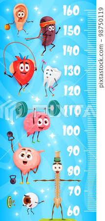 Kids height chart ruler cartoon human organs sportsman characters. Vector scale with ear, spleen, heart and tooth, brain, bladder or spine and eyeball funny anatomical personages athletes grow meter 98750119