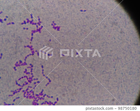 Lactic acid bacteria in yogurt Lactic acid bacteria in yogurt 98750180