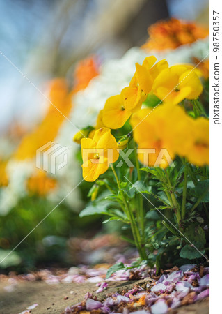 Viola and cherry blossom petals 98750357