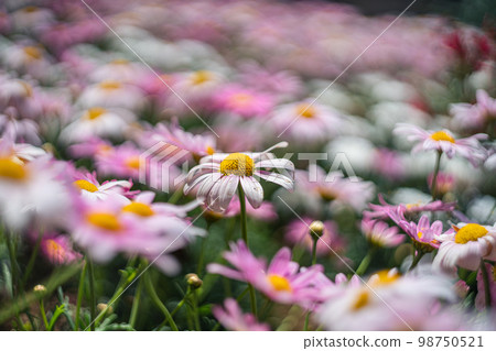 Margaret field 98750521