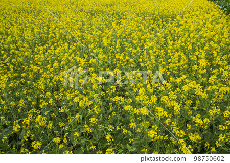 Blooming Yellow Rapeseed flowers in the field. can be used as a floral texture background Blooming Yellow Rapeseed flowers in the field. can be used as a floral texture background 98750602