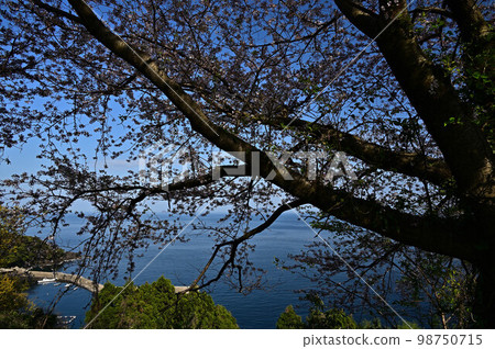 Tango Peninsula in spring Tango Peninsula in spring 98750715