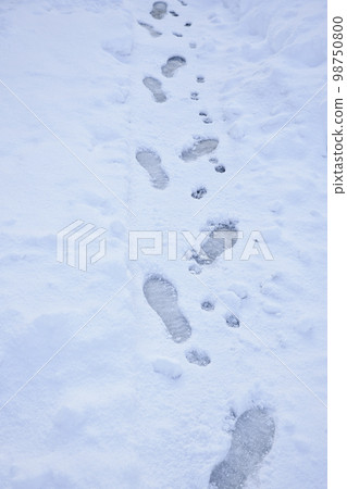 Footprints of people and dogs on a snowy day 98750800
