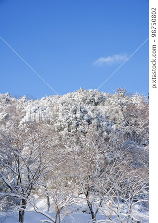 森林裡樹上的雪和藍天 98750802
