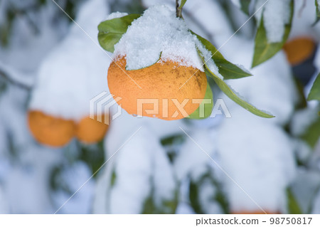 白雪覆蓋的柚子 98750817