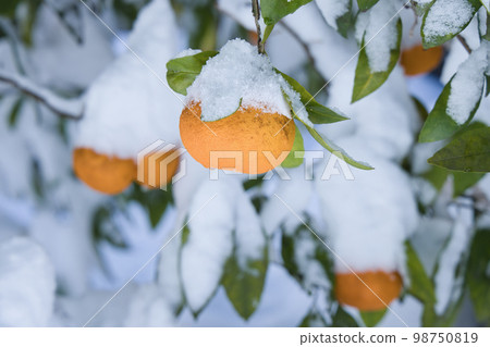 白雪覆蓋的柚子 98750819