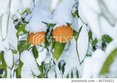 Yuzu fruit covered with snow Yuzu fruit covered with snow 98750822