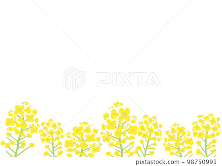 Rape blossom scenery Flat design Cute and simple hand drawn illustration 98750991